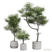 indoor plants. trees in pots.