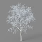 Betula platyphylla 01 03
