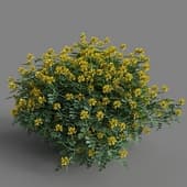 MT PM V77 Coronilla glauca 01 01