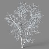Betula platyphylla 01 05