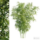 Bamboo Bush