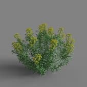 MT PM V65 Euphorbia palustris 01 04