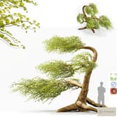Bonsai No2 Syclamore Tree