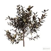 black mountain ash. the seedling