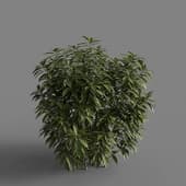 MT PM V66 Ancuba japonica 01 01
