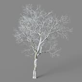Ulmus davidiana 01 02