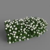 hydrangea hedge