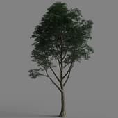 AM 154 058 Tilia 02
