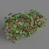 MT PM V68 Tropaeolum majus 01 05