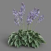 MT PM V55 Hosta francee 01 01