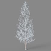 Metasequoia glyptostroboides 01 04winter