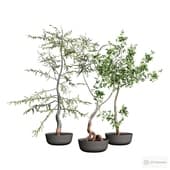 indoor plants 4.