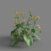 MT PM V65 Caltha palustris 01 02