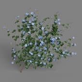 MT PM V68 Ipomoea nil 01 03