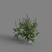 MT PM V65 Ocimum basilicum 01 01