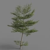 MT PM V67 Terminalia mantaly 01 05