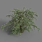 jasmine bush