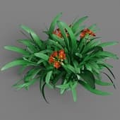 Clivia Miniata 013