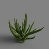 MT PM V66 Asparagus densiflorus 01 03