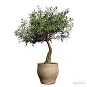 indoor olive with olives in a pot.