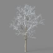 Alnus cremastogyne 01 01
