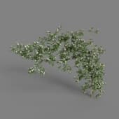 MT PM V68 Rosa banksiae 01 06
