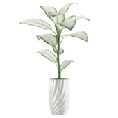 Dieffenbachia Camilla tall