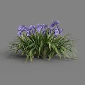 MT PM V82 Iris tectorum 01 05