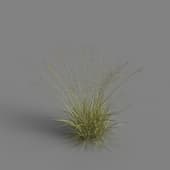 MT PM V79 Achnatherum splendens 01 04