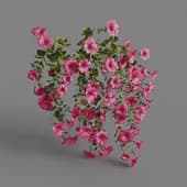 MT PM V64 Petunia hybrida Vilm 01 05