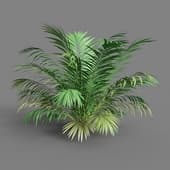 cgaxis models 110 31 golden cane palm