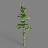 MT PM V38 Nicotiana tabacum 01 07