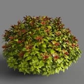 026 spiraea