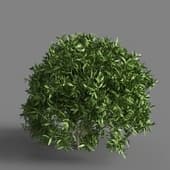 sakaki bush (japanese clay)