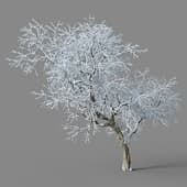 Ulmus davidiana 01 05