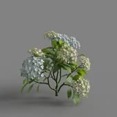 MT PM V70 Hydrangea macrophylla CloundWaterBlue 01 01