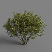 MT PM V85 Ligustrum vulgare 01 01