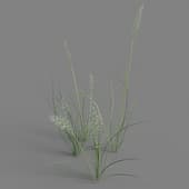 Pennisetum setaceum 01 01