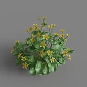 MT PM V65 Caltha palustris 01 05