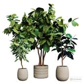 indoor plants. ficuses.