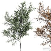 tree 3