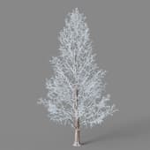 Metasequoia glyptostroboides 01 02winter