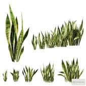 Sansevieria Bush Collection | HighQuality | LowPoly | PBR