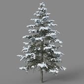 Cedrus deodara 01 01