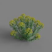 MT PM V65 Euphorbia palustris 01 01