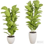 ficus litara