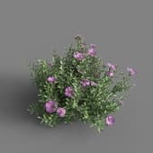 MT PM V60 Cistus incanus 01 04