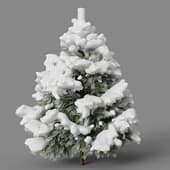 fir winter1
