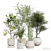 indoor plants.