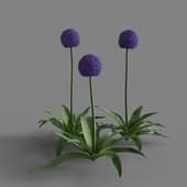 MT PM V66 Allium giganteum 01 01